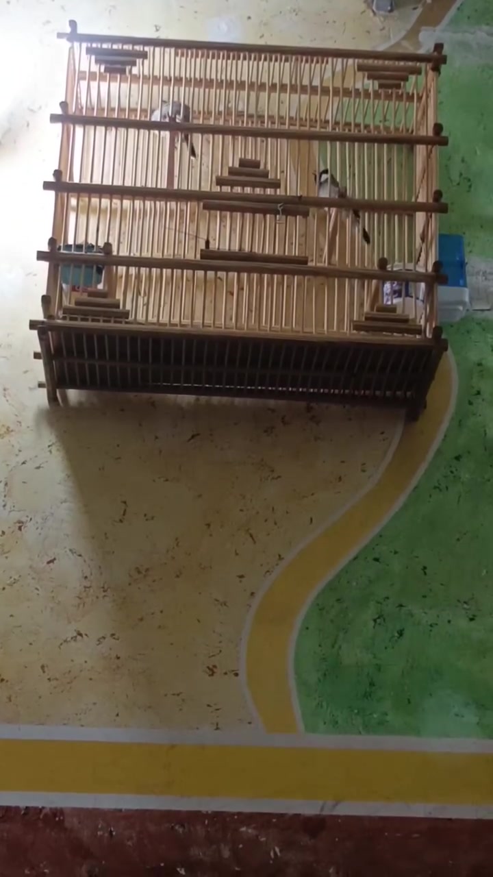 مرخصة مدير الكروب بلابل طوره جالسات كلش طيره وفحل تغريد فول شرطت التغريد ابيع ***********
