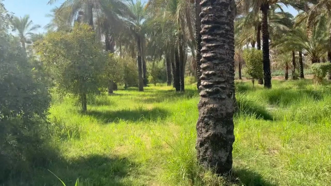 يوجد دونم طابو زراعي سند 25
جة دونم 30

سعر دونم 300 وبي مجال 

خدمات كاملة وكلشي متوفر 

تصلح سكن او مزرعة 

وقريبة ع نهر دجلة وسدة 

وأنواع الحمضيات ونخيل 

العنوان المدائن الجعارة 

***********
