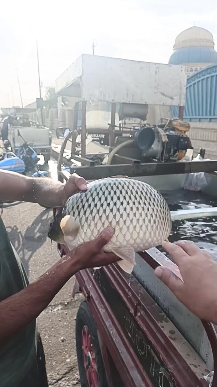 اسماك داقوق • طوزخورماتو • اجود انواع
