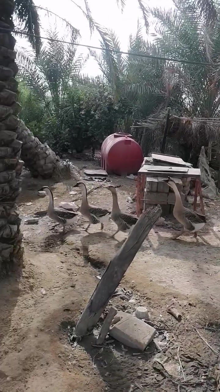 بطوط للبيع • مجموعة ١٤ • ديوانيه قرب الشاميه