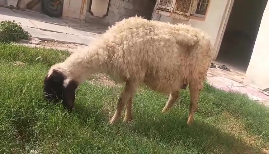 طليه ورجينه • حي البتول بغداد • توصيل
