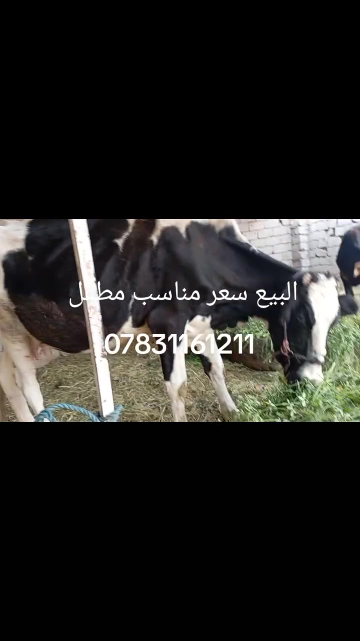 بابل الشوملي • متعهد جني • توصيل كل المحافظات
