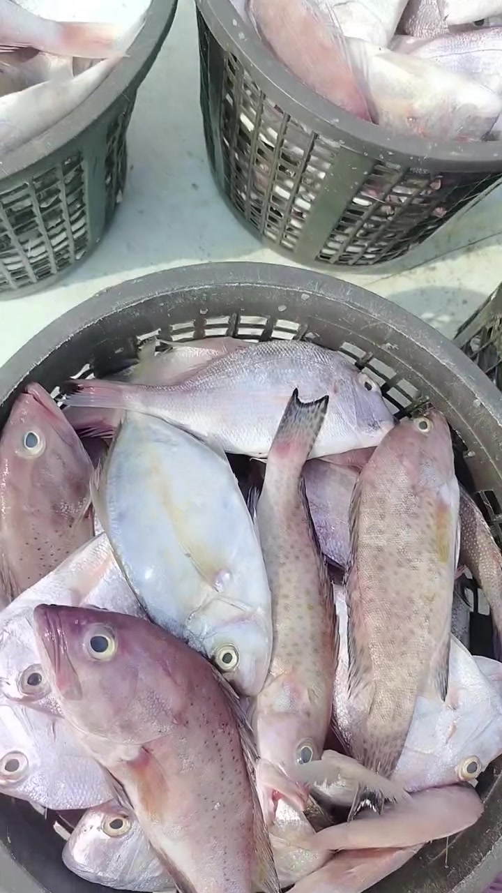 مخلوطه • ٣ كلوات • اب ١١