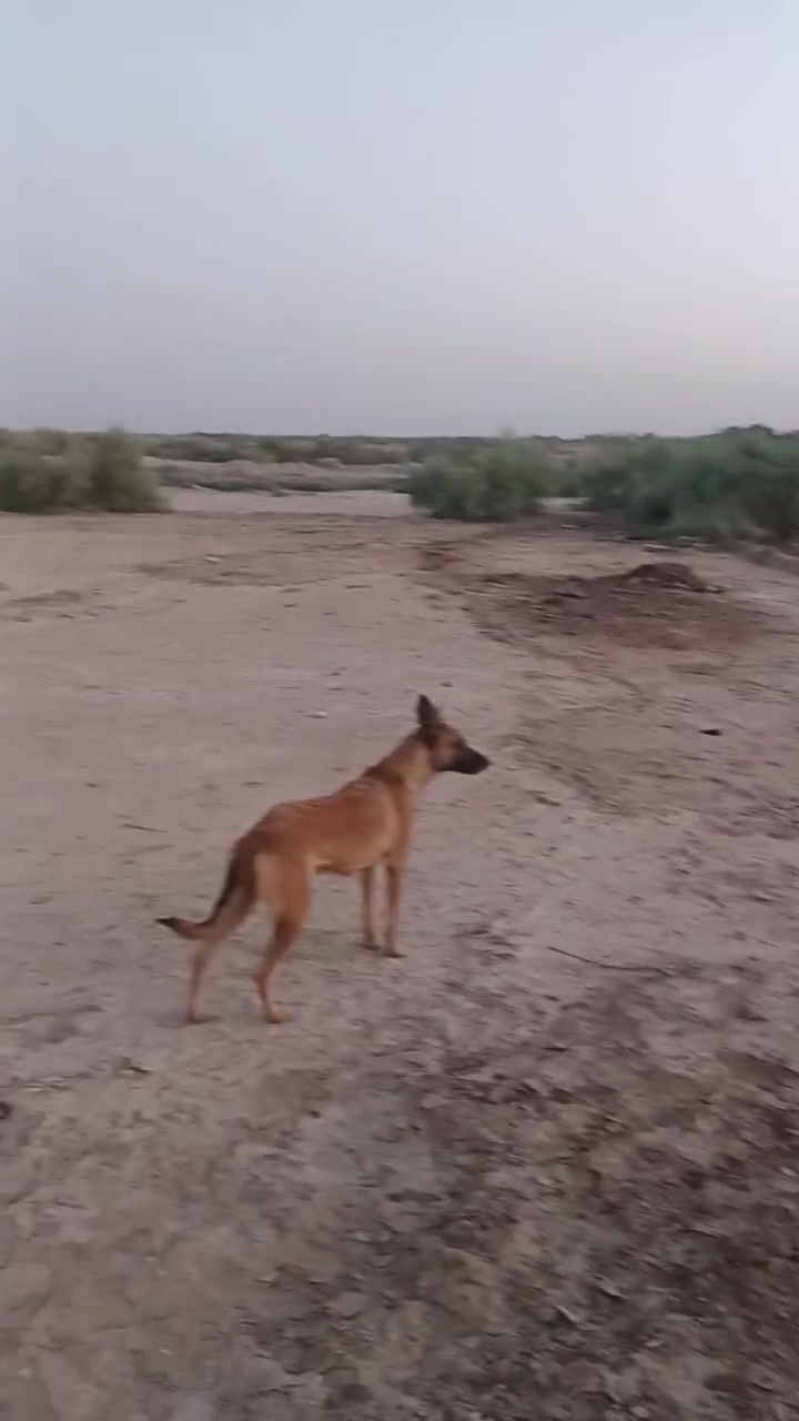 سلام عليكم دونم زراعي البيع الماي بصفه وكهرباء بصفك  موقعه بل كوت زويرجات في الزنابره قرب التارتان الشراي ينتصل عله الرقم ***********
