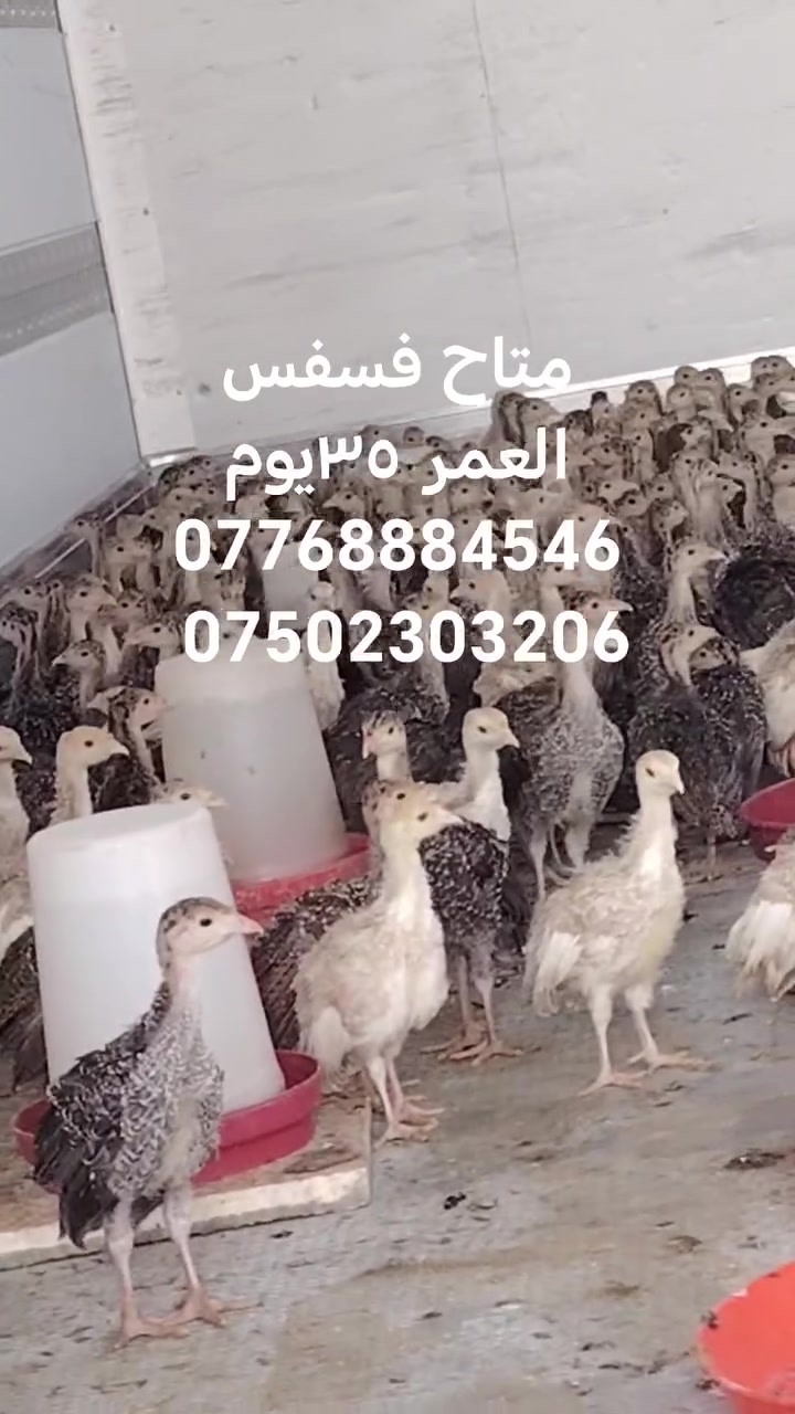 اليوم ٩/٢٢ متاح الزوج ١٩ الف
كمية محدودة

***********
***********

مفقس عبدالرحمن
