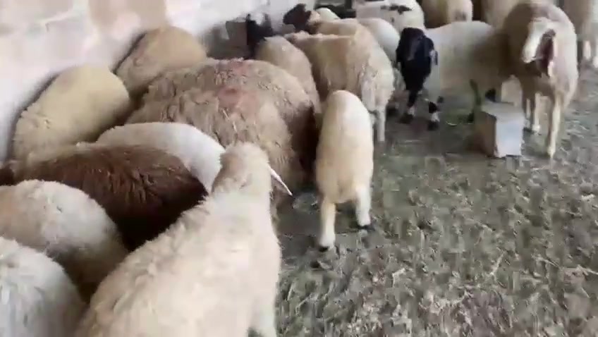 العدد 60 بيها رباط وكصابة مال ديره
