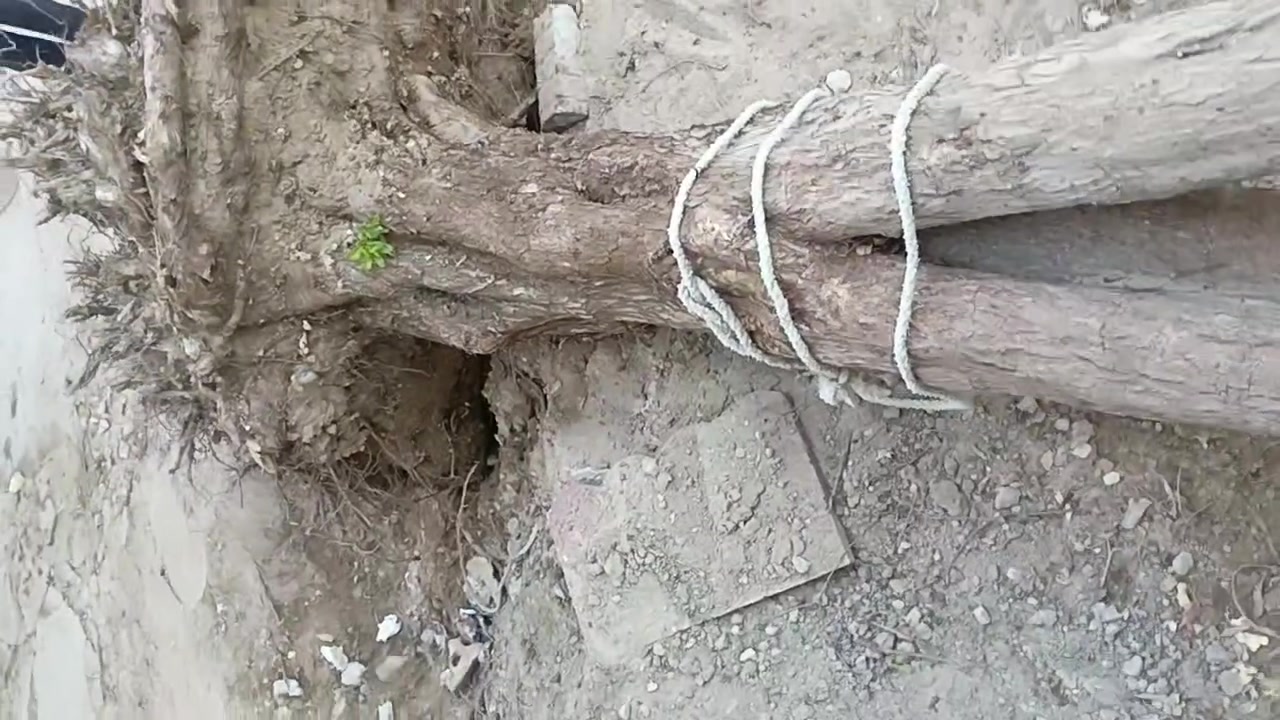 ه اشجره كاربس  معمره  عمره 7سنوات   رايده  30 تريده حطب تريد تزرعه انته بكيفك  معلومه وزنه اكثر من 350كيلو مو مال واحد لو ثنين لازم اربع زلم لو خمسه يسحلوه  عنواني حي القدس  قرب القوس  رقمي ‏‪***********‬‏ وتسئاب او تصال مباشر
