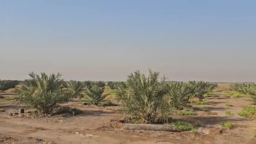 كربلاء • ١٠ دونم • طابو ٢٥ زراعي