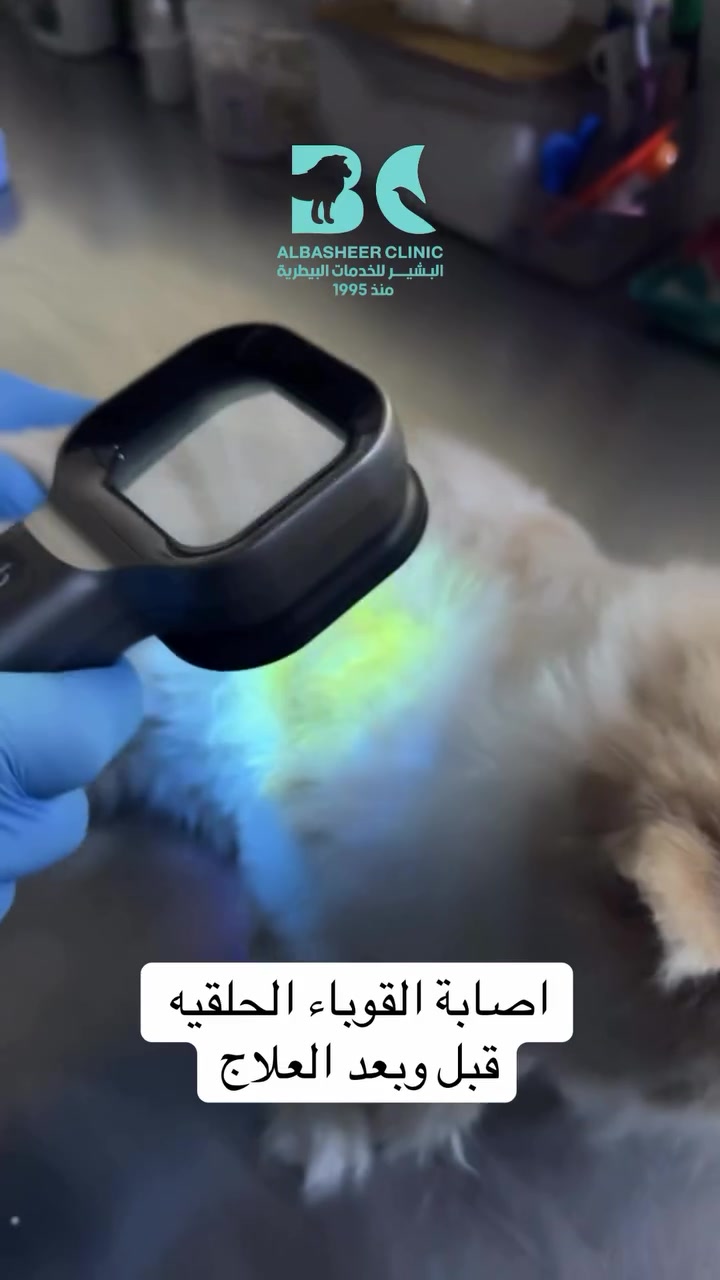 🐾 رحلة علاج.. والنهاية كانت سعيدة ❤️

بدأت القصة بإصابة هذه القطة بـ القوباء الحلقية (Ringworm)، وهي عدوى فطرية تسبب تساقط الشعر وظهور بقع جلدية مزعجة.

بفضل التشخيص المبكر، والالتزام بالخطة العلاجية، والمتابعة المستمرة، تعافت القطة واستعادت صحة جلدها وفرائها بشكل ممتاز. ✨

🔸 إذا لاحظت على قطتك أو كلبك:
• تساقط شعر دائري.
• قشور أو احمرار بالجلد.
• حكة مستمرة.

لا تؤجل الفحص، فالعلاج المبكر يسرّع الشفاء ويحد من انتشار العدوى.

📍 عيادة البشير البيطرية
🏥 بغداد / المحمودية – شارع المجمع
📞 ***********

🐶🐱 نهتم بصحة حيوانك الأليف ونرافقه حتى يتعافى.

#عيادة_البشير_البيطرية #بغداد #المحمودية #بغداد #قط
