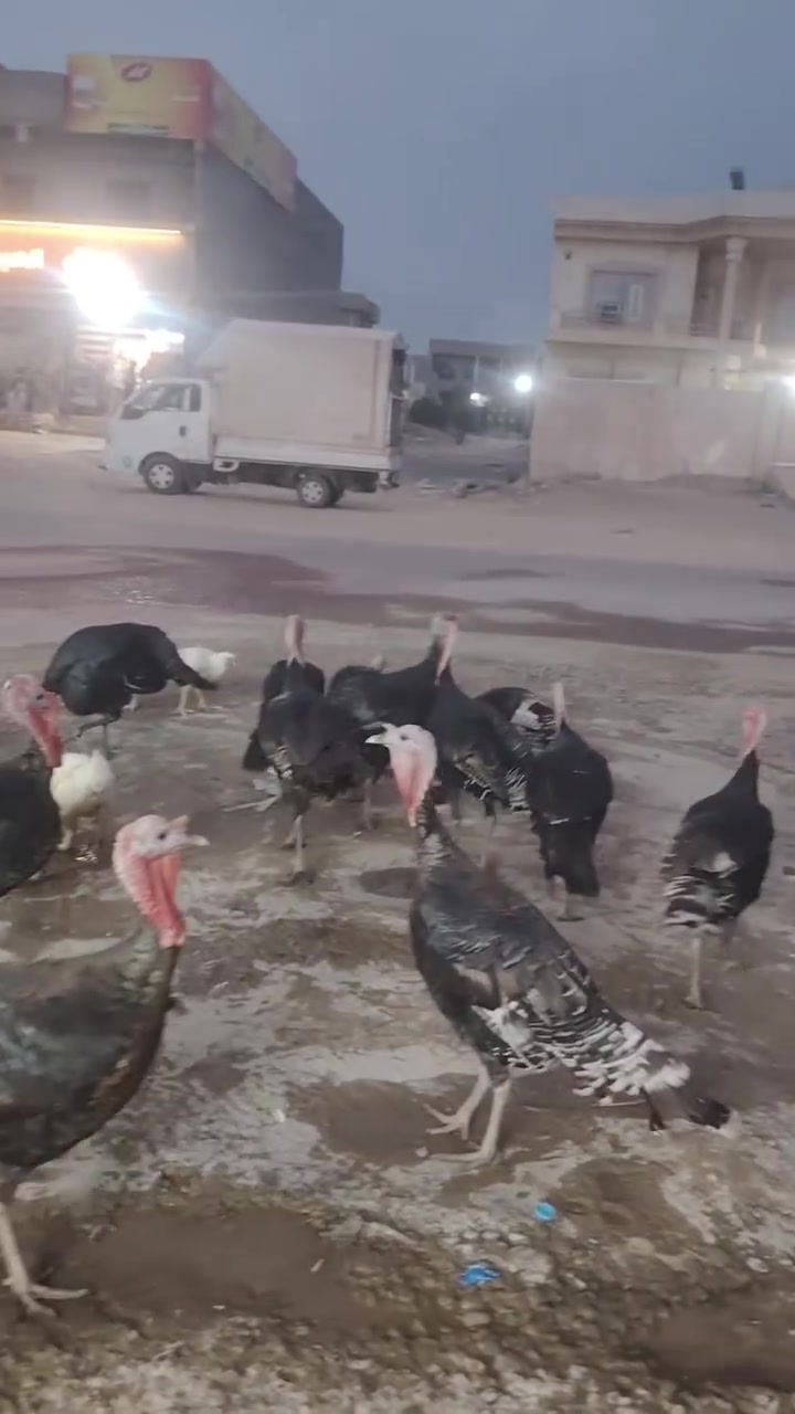 فسيفس • ٣٥ • تكريت الديوم