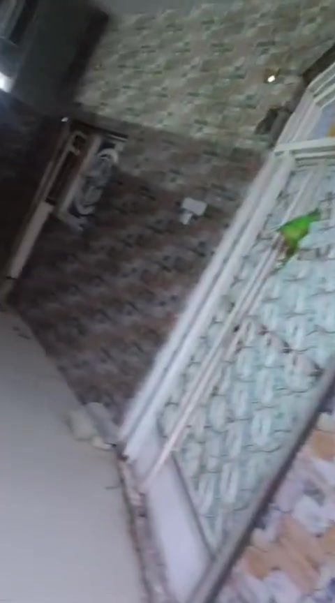 بيت للايجار ابو الخصيب حمدان البز ايجار 400 يتكون من غرفتين وهول وديوانيه ومطبخ وصحيات وحديقه بيت مرتب للتواصل ***********
