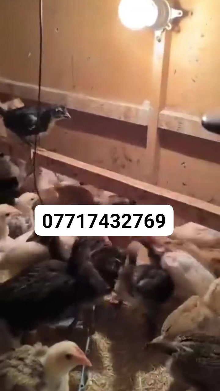 افراخ عرب • صحية ونشيطة • شهربان مقابل المحكمه