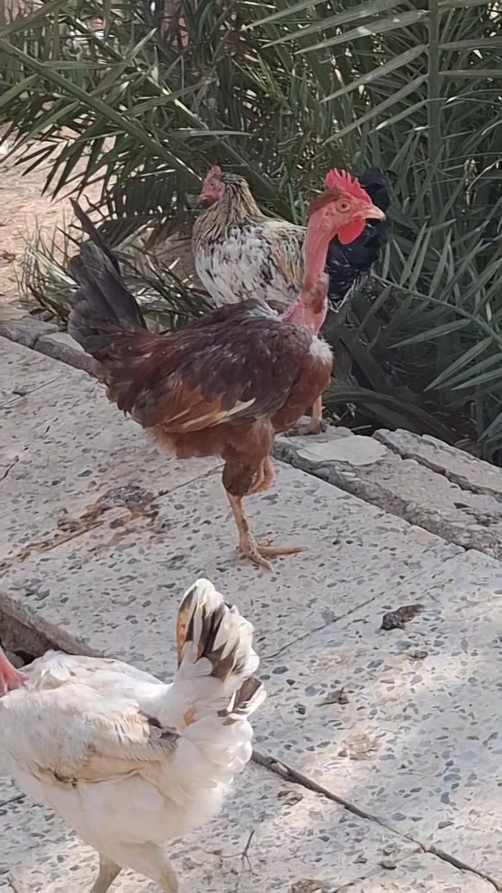 ديوكة • امهات ركيبة