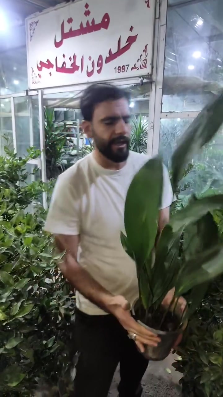 نبات ظل • قوية