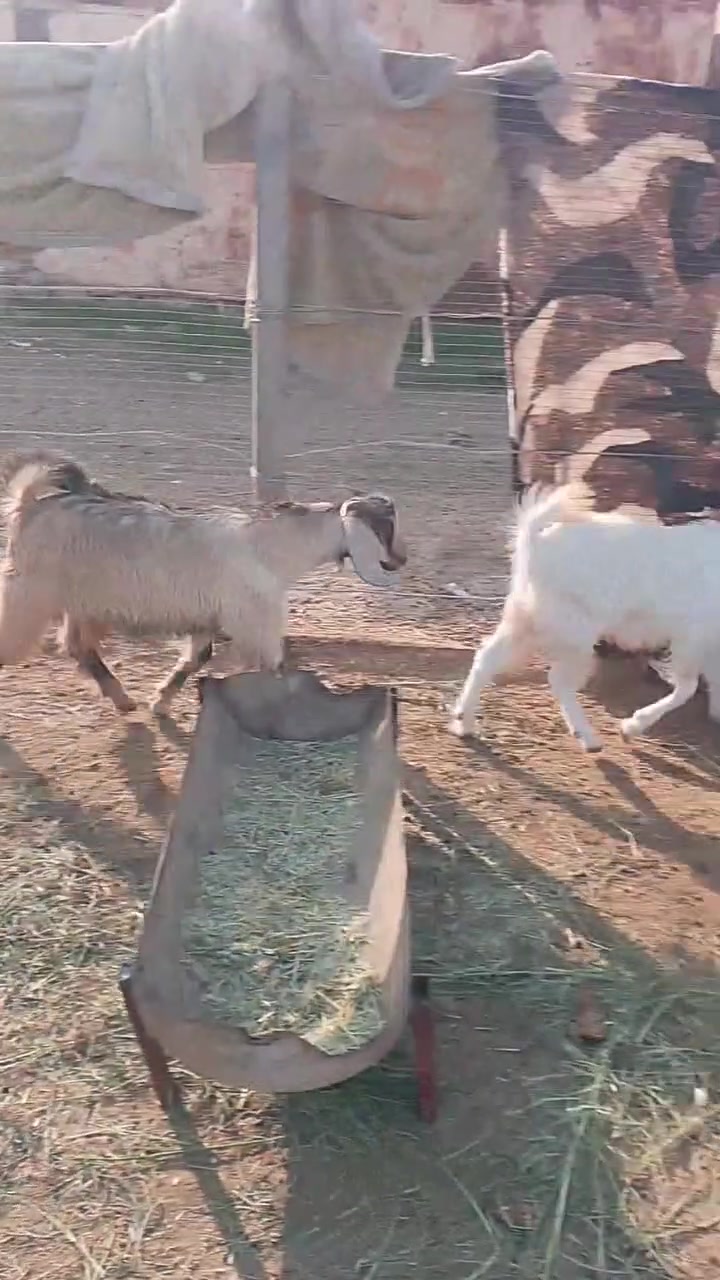 قريه جريجب • جدايه ٣ • وصخلات ٢