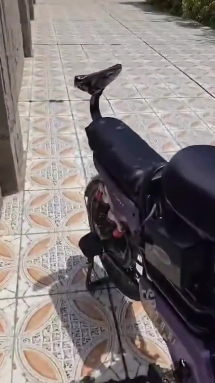 دراجه شحن نظيفه شغاله وبيسكل ياباني الشراي يتصل او خاص***********

