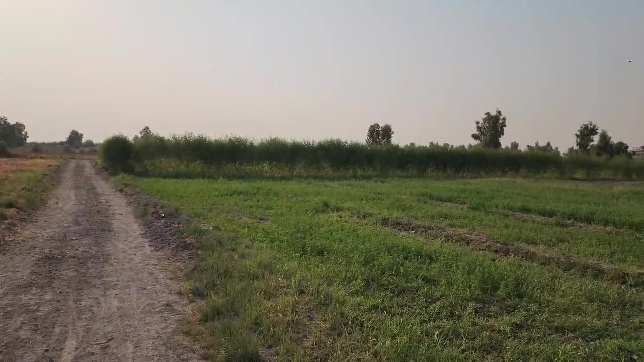 سلام عليكم ارض زراعيه سند 25 عنوان الأرض بغداد التاجي سبع البور مقابل شارع الطيار للستفسار ‏‪***********‬‏
