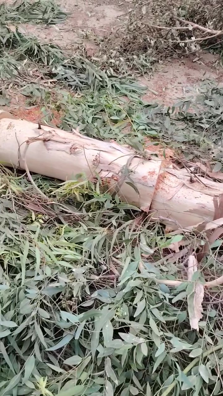 كص شجر متواجد في كركوك***********
