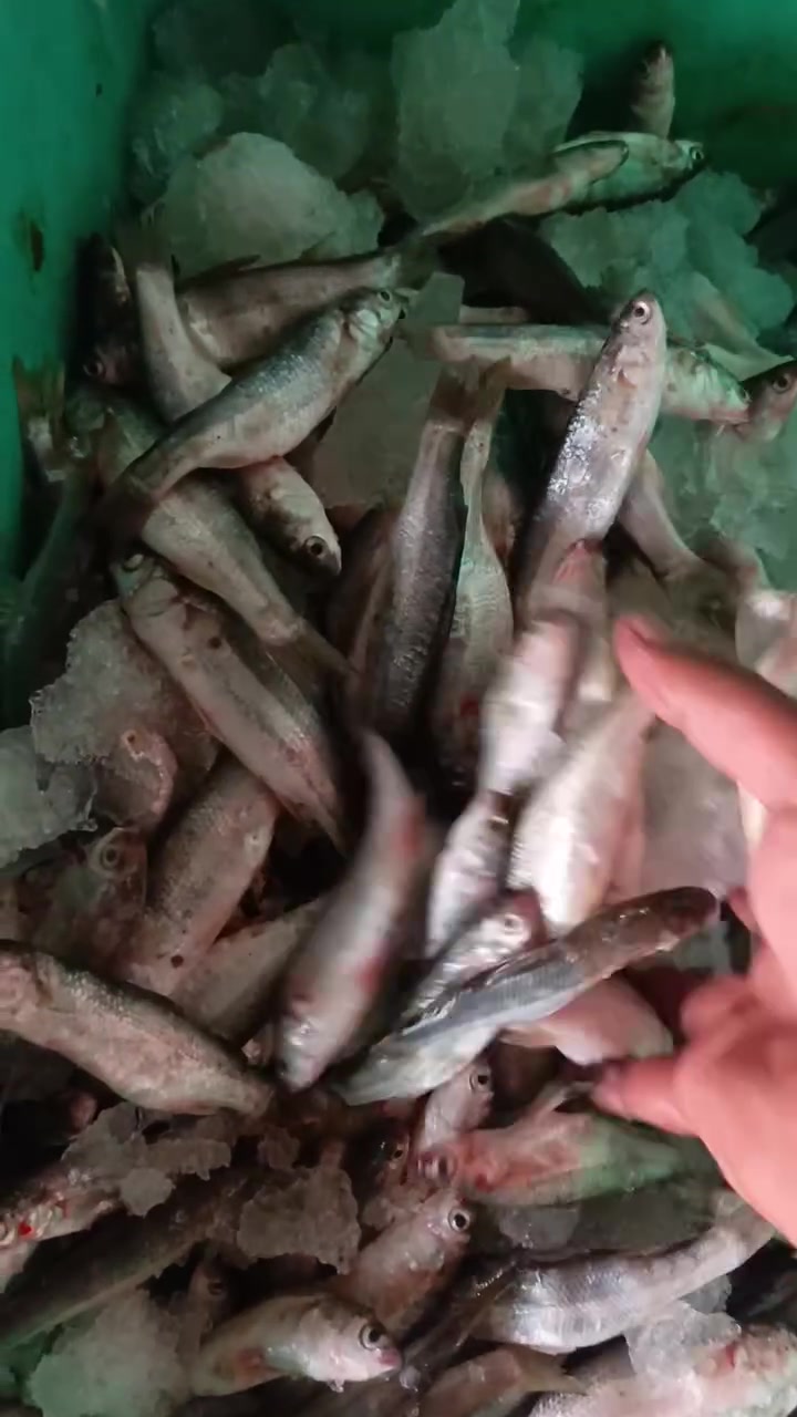 زوري عراقي • درجة اولى • شارع السوك