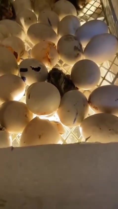 بسم الله الرحمن الرحيم توفرت الان  وعرض خاص فقاسات فلين ناجحه جدا وبنسبه كبيرة والحمدلله 🥰  لجميع انواع البيض 🕊️🐥🐣🐦🦆🦢🐓
الحراره 🌞اوتوماتيك 
الرطوبه 💦اوتوماتيك 
تقليب 👌👍 يدوي 
ملاحظه 👌التوصيل مجانأ
سعه 60بيضه ب65 الف   ✅
سعه 100بيضه ب85الف✅  مواد كله اصلي ..تتحمل انقطاع الكهرباء⚡  5ساعات  استخدامها سهل جدا ضمان الفحص ومتابعة المشتري الى يوم التفقيس🐣 اي استفسار
 ***********اتصال فقط 
واتساب فقط  *********** يوجد توصيل لجميع محافظات العراق مجانأ 🚕🚘🚖🚎🚚
