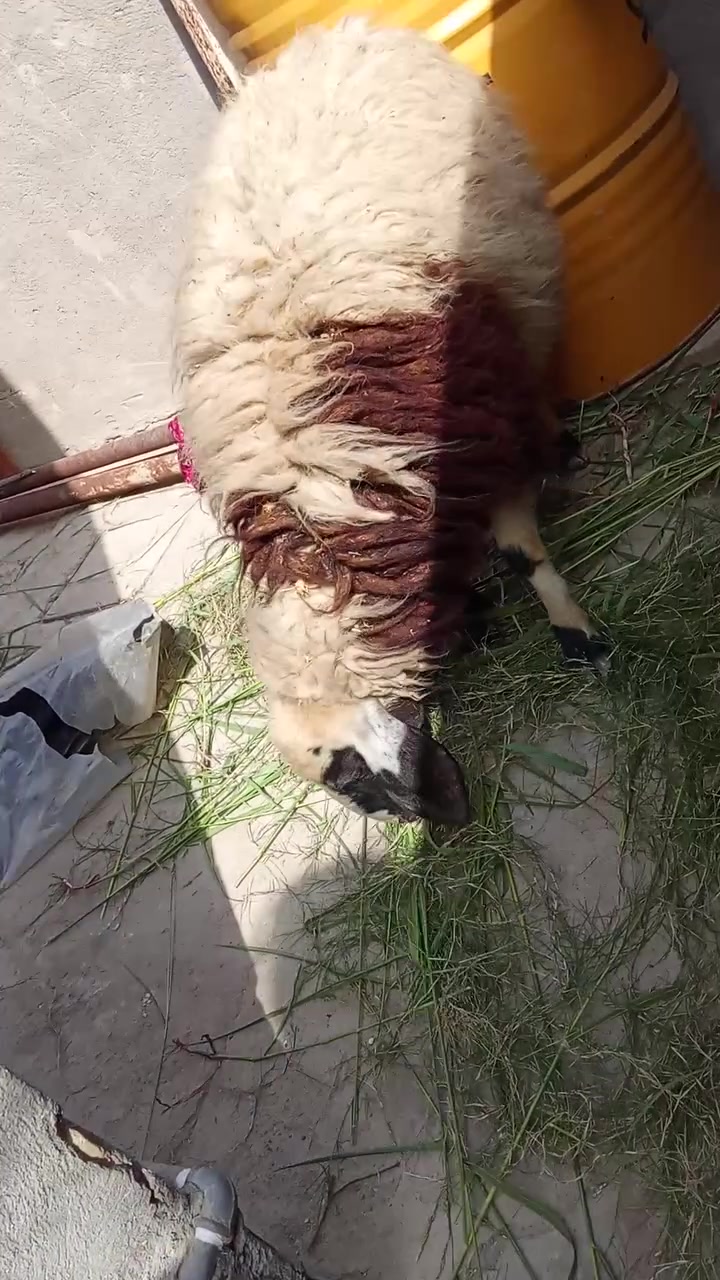رخصة كروب فطيمة • ١٠ أشهر • بغداد تاجي شط