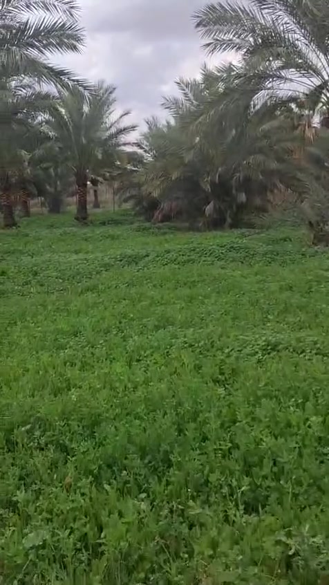 🌿 بستان للبيع في الحفرية – فرصة مميزة
📍 الموقع: الحفرية، يبعد حوالي 1 كم عن الشارع العام (شارع كوت – بغداد)، مقابل بانزين خانة الحفرية الحكومية.

📐 المساحة: 5 دوانم

📜 الجنس: طابو 25

🏠 يحتوي على بيت

🐄 يحتوي على حقل أبقار

💰 السعر: 60 مليون للدونم، وبيه مجال.

🔹 إمكانية البيع كاملًا أو دوانم تفصيل.

🎥 تفاصيل أكثر موضحة في الفيديو.

📞 للاستفسار: ***********

مكلف بالنشر

#بستان_للبيع #الحفرية #واسط #شارع_كوت_بغداد #الشارع_العام #عقارات_واسط #بساتين_للبيع #طابو25 #استثمار_عقاري #الوسيط_العراقي_للعقار
