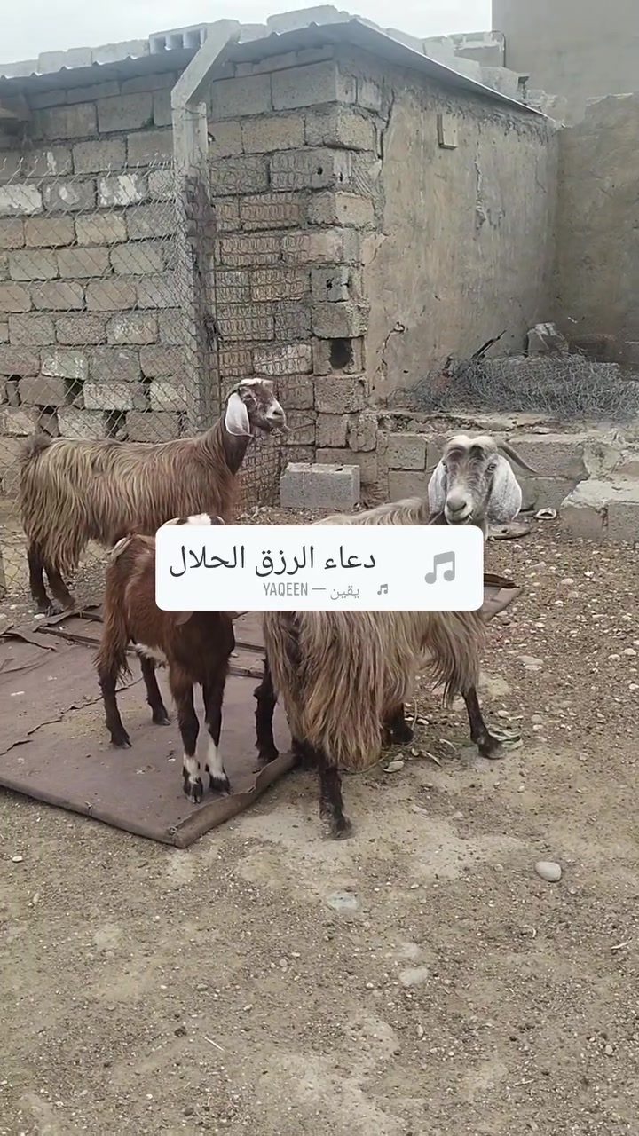 ماعز • للبيع • ٢