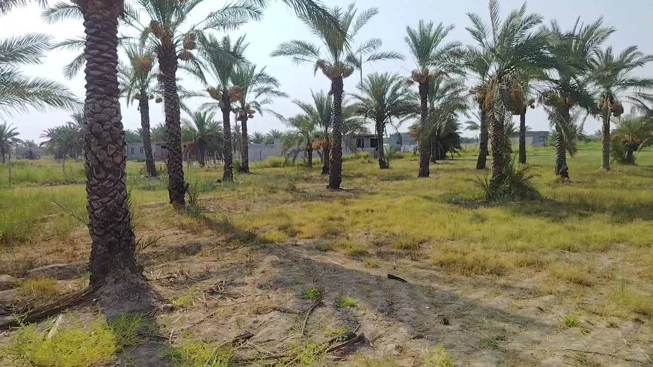 السلام عليكم
دونم ونص طابو ملك صرف مشجره نخيل واجهه 42 متر قريبه من الشارع العام واصلها ماء وكهرباء تصير سكن أو مزرعه  قريبه منها المدارس والأسواق السعر 350 قابل للتفاوض للتواصل *********** غير متواجد على الفيس
