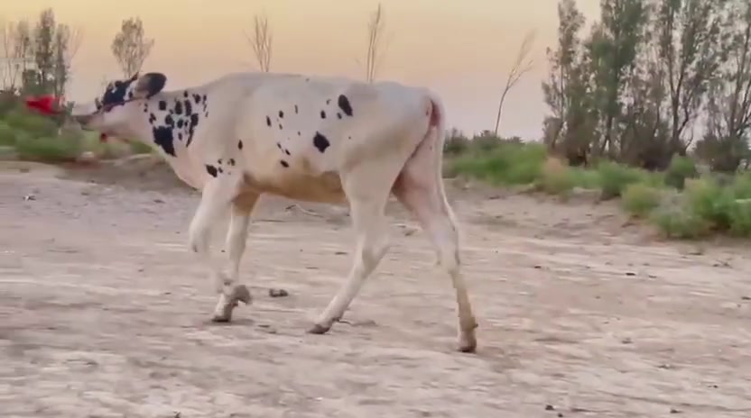 بجر فرنسيه درجة أولى شرط الصحا العنوان بابل الشوملي للتواصل على الرقم
*********** موجود واتساب.

