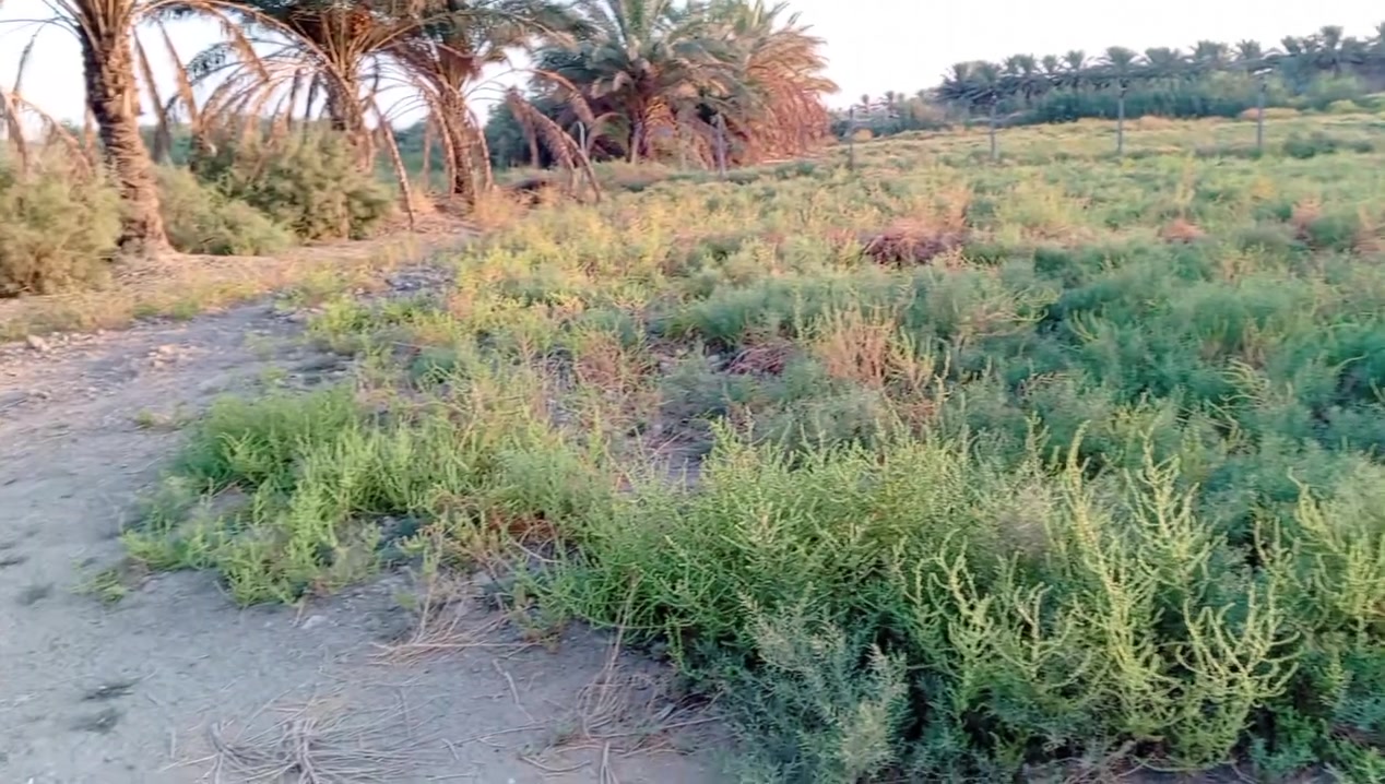العلاك • ١٠٠٠م • طابو زراعي