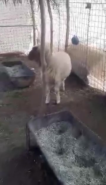 دجه سمينه • متاح • للبيع