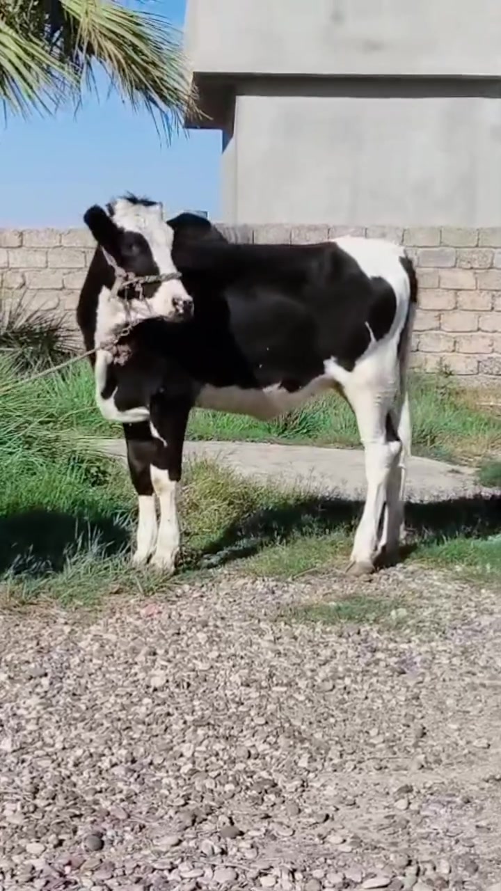 بجر • أمهات حلابات • درجة أولى