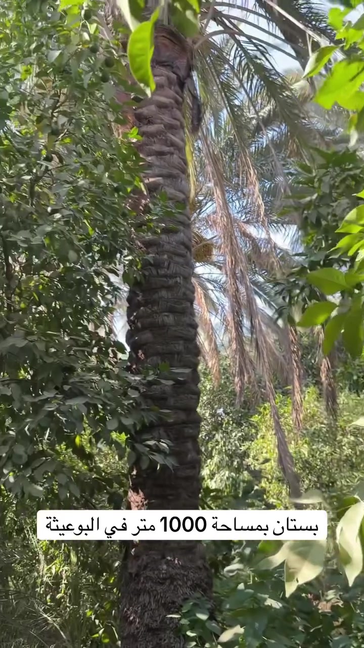 1000 متر بستان (استراحة العائله العراقيه في البوعيثة)
***********_***********_***********
