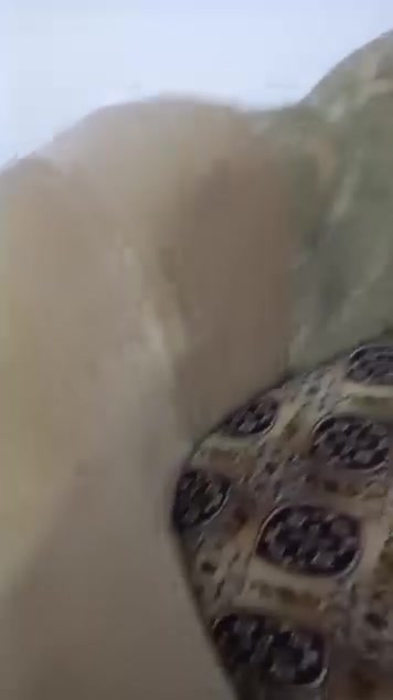 كنب • أثاث