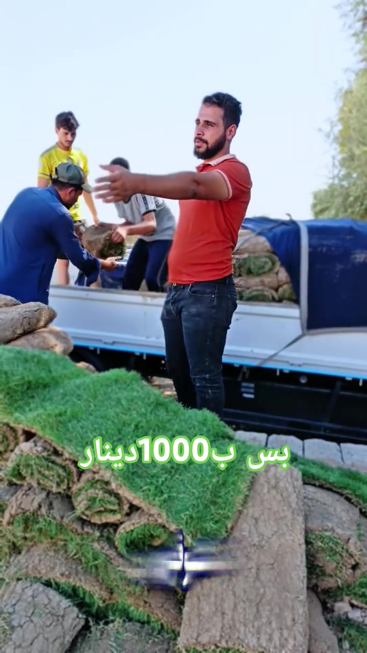 فقط ب 1000 قطعة الثيل الطبيعي
القطعة نصف متر المتر قطعتين ب2000
التوصيل مجاني مجاني ابلاش لباب البيت او المزرعة اقل طلب للتوصيل المجاني 50متر  
لطلب اقل من 50 يكون التوصيل حسب الاتفاق اربيل سليمانية لباب البيت او المزرعة
العنوان  كركوك فلكة تكريت الحويجة بتجاه تركلان 
للحجز اتصل على الرقم ***********٠ الواتساب على الأرقام
  *********** 
  ‪‏‪***********
  ‪***********‬‏
فریزی هندي بۆ فرۆشتن لەگەڵ خزمەتگوزاری گەیاندن بۆ هەموو پارێزگاکانی هەرێمی کوردستان ( هەولێر، ، دهۆك، سلێمانی )

باخچەی ماڵەوە، پارکی شوێنە حکومیەکان، باخچە گشتیەکان، فریزی دەرەجە یەك گەیاندن بۆ بەردەرگای ماڵەکانتان بەردەستە
العنوان   كركوك فلكة تكريت الحويجة مقابل تركلان

