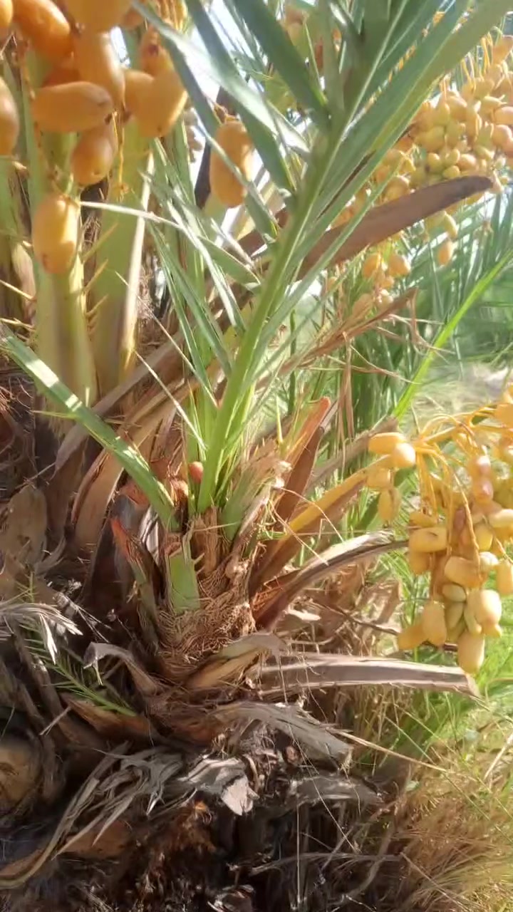 يوجد فسلال شويثي اصفر فسلال كبار

 تصال ***********
