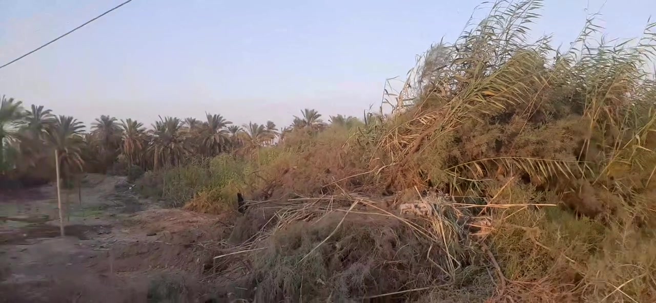 ارض زراعية • ٦٠ نخلة • موقع تجاري
