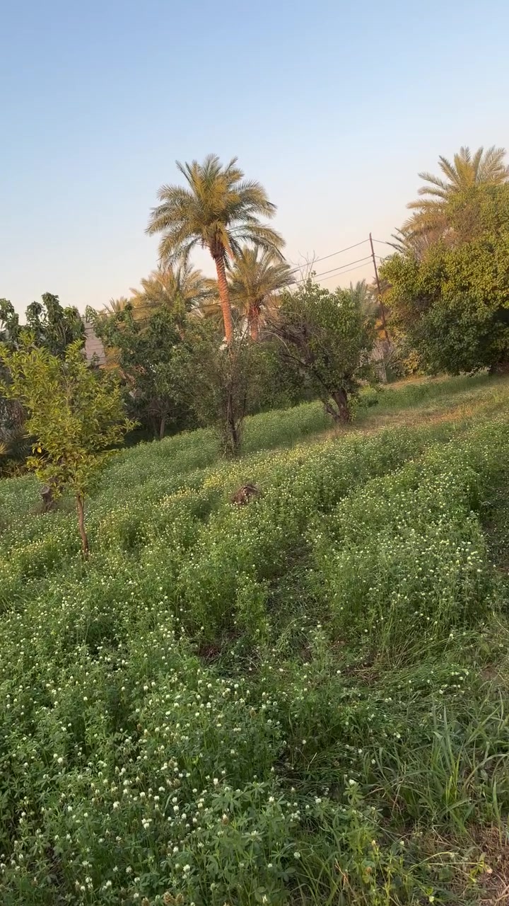 السلام عليكم
دونم للبيع سند 25 

ابو غريب الشيحه

بستان يحتوي على حمضيات 

يحتوي على بير سقي وماء اساله وكافه الخدمات 

واجهه الدونم 67 متر 

للاستفسار ***********
