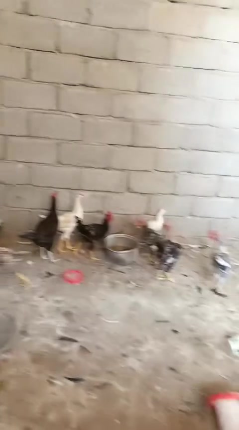 ديوكه • ٣٠ تك • تفاصيل بالتعليقات