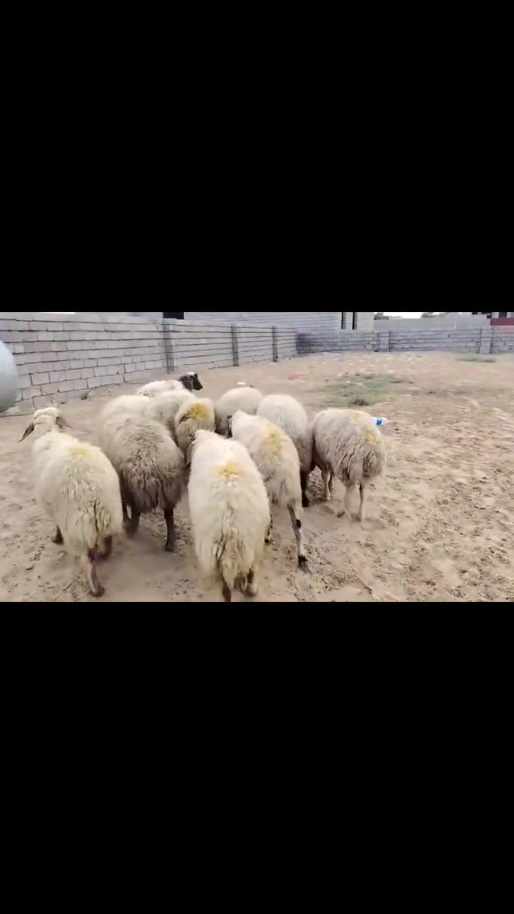 غنم • ١١ راس • حاملات