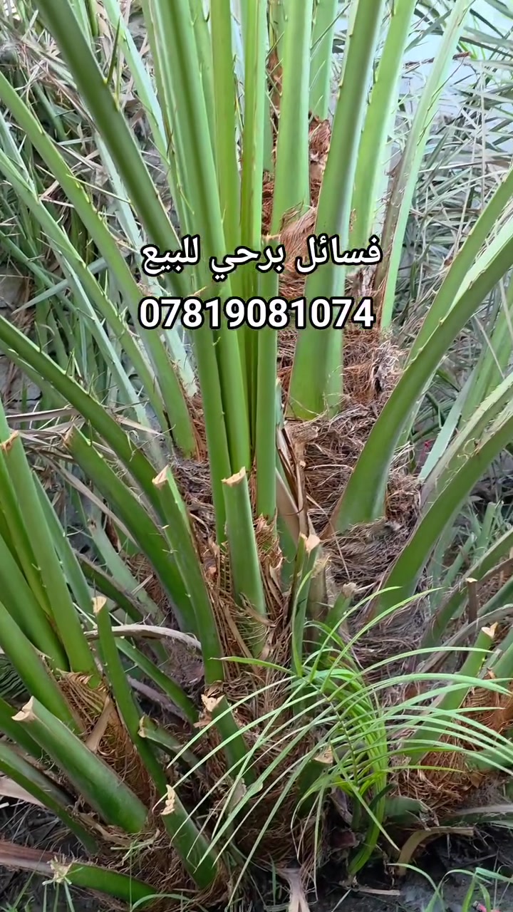 فسائل برحي للبيع بأسعار مناسبة
للحجز والإستفسار: ***********
المكان : ذي قار/ ناحية الحـمّـار
