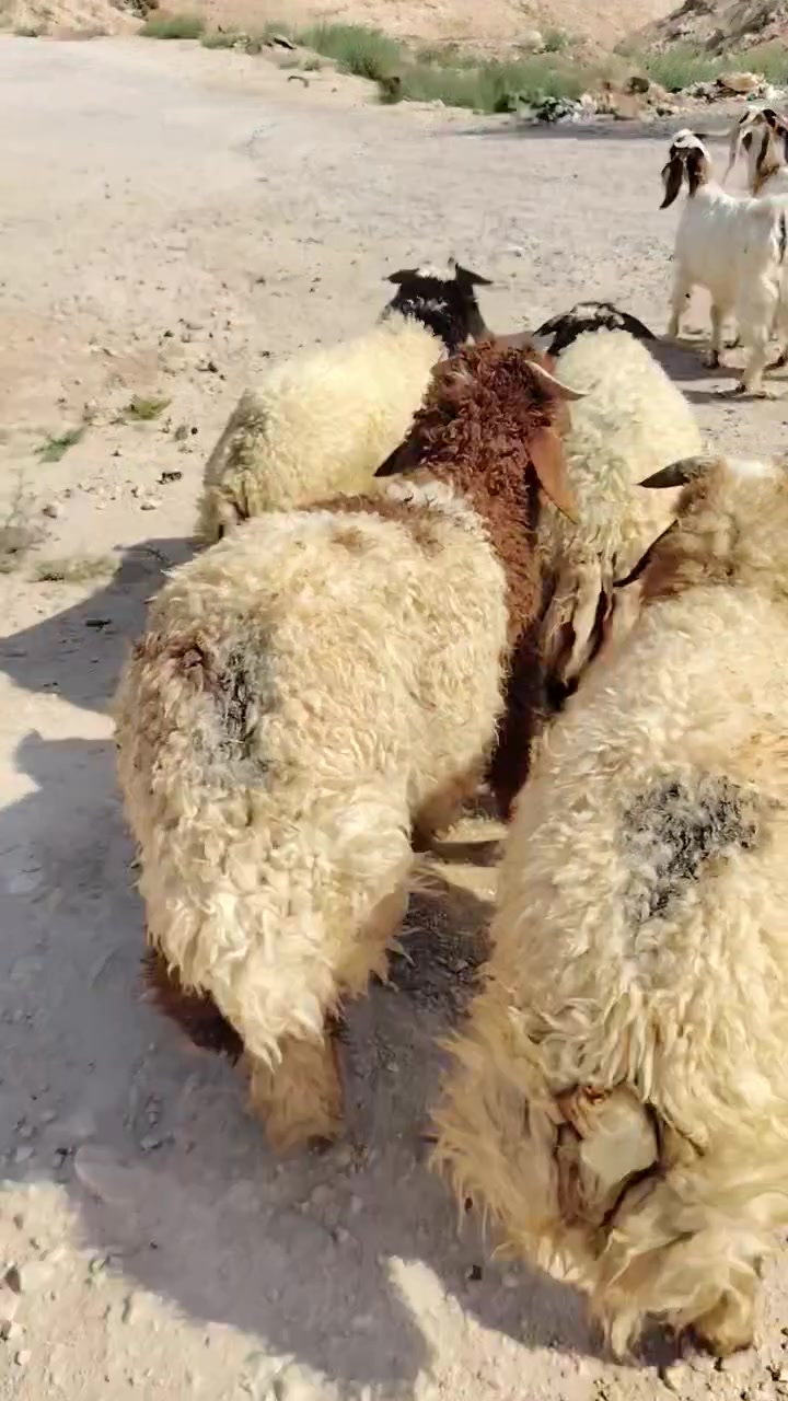 سلام عليكم خوان 4خرفان و4جدايه ماشاء الله تبارك الرحمن شراي يتصل ويدلل *********** مكاني حديثة الخفاجيه يوجد توصيل حسب لتفاق
