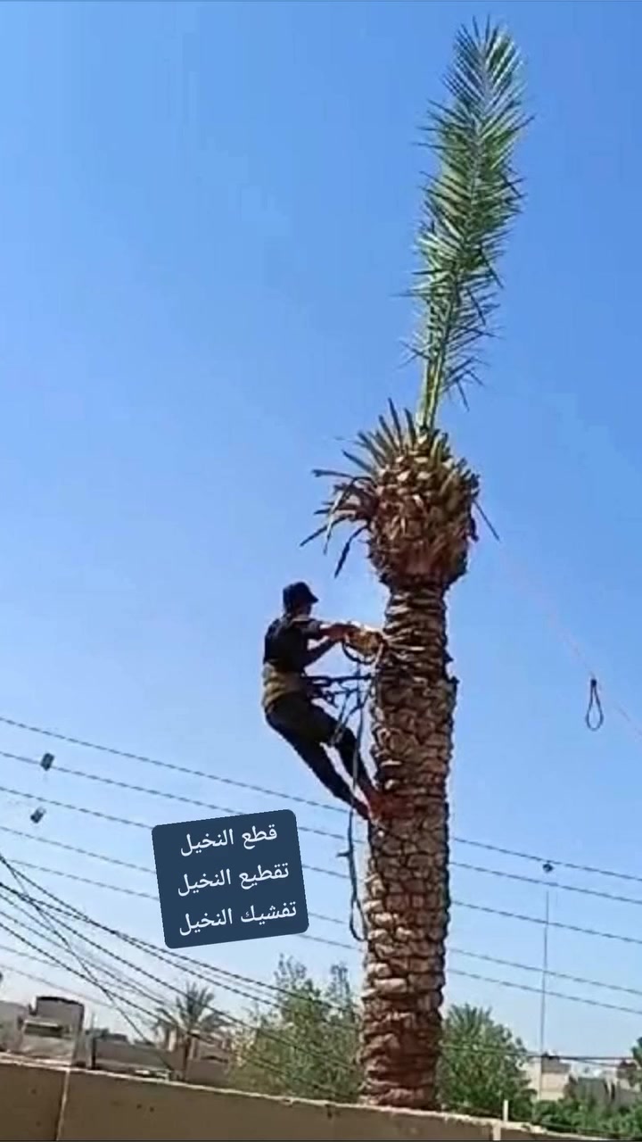 قص النخيل
‏‪***********‬‏
