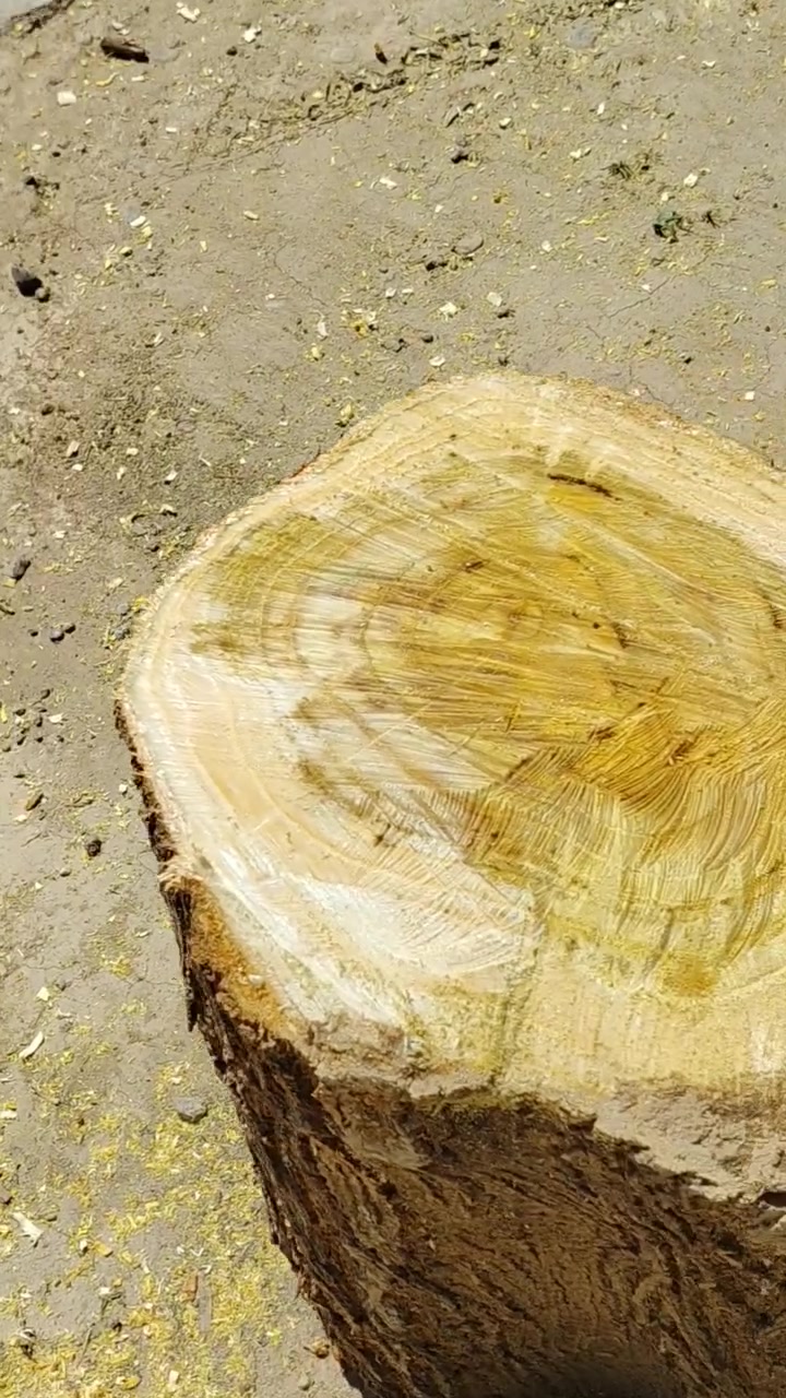 طبلة قصاصيب للبيع
للأستفسار :***********
