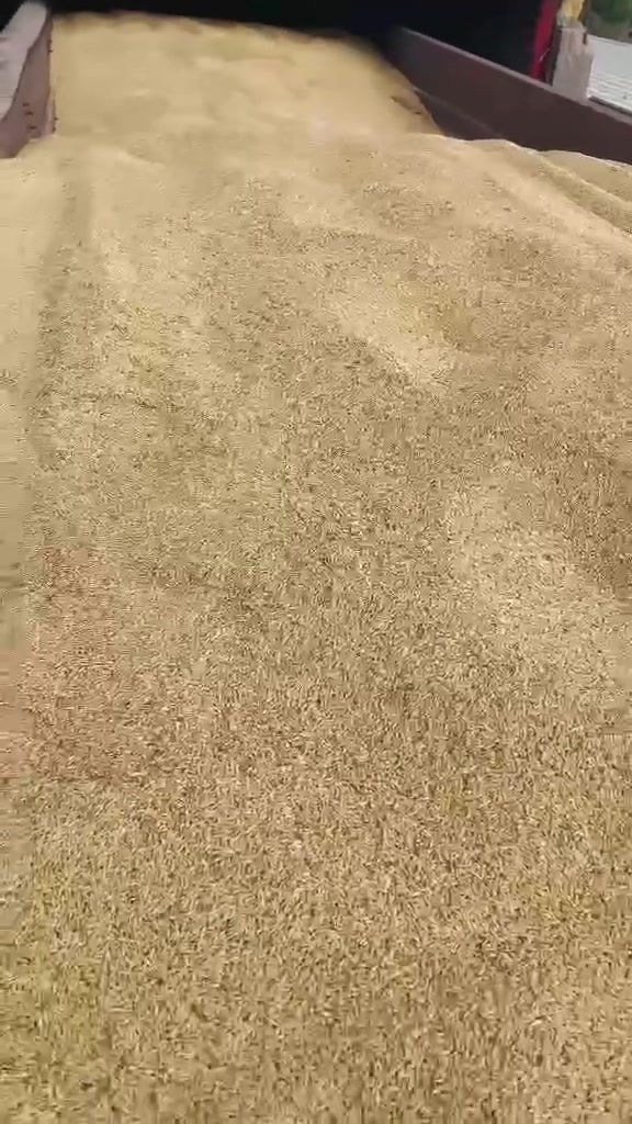 شعير • بذور أعلاف • بابل الشوملي
