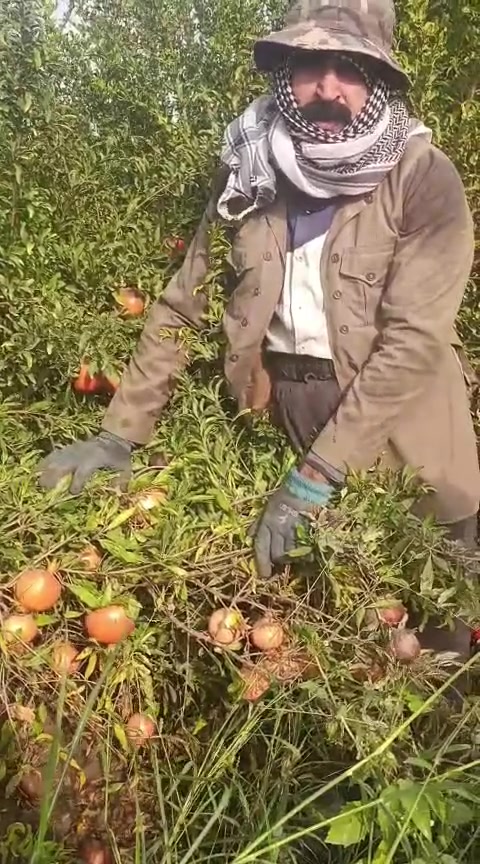 شتلات • بالأكياس • بستنة