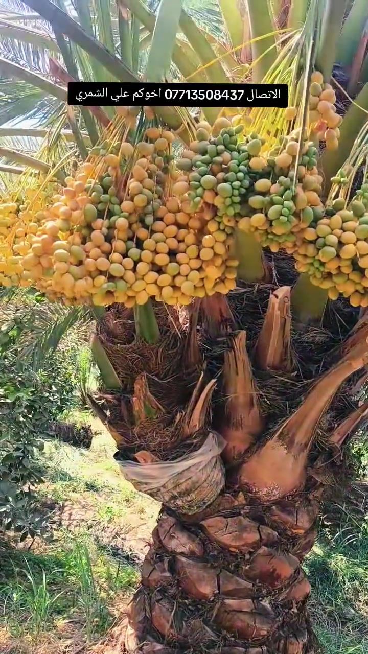 السلام عليكم بتاريخ/ 27/8/2026/ نعرض لكم  برحي مجذر  تحت الام احجام خشنة ايضا يتوفر  فسائل مكتوم قلع من القلع بحضور المشتري الي راغب بالشراء عنواني واسط الصويرة لاتصال  *********** علي الشمري البيع النخيل
