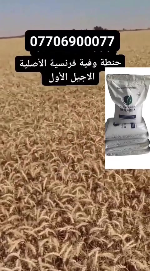 حنطه • درجة اولى • الكوت