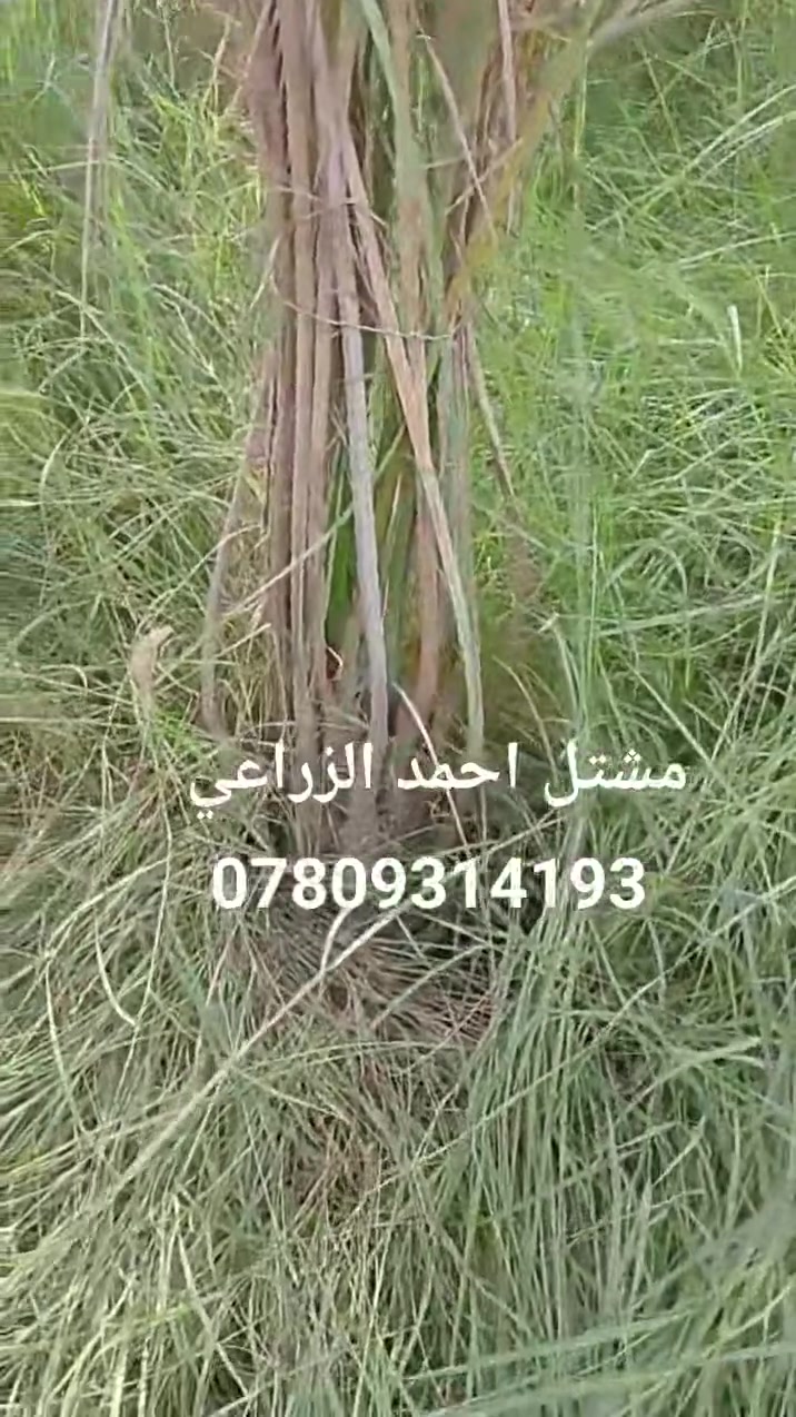 تتوفر فسيله قرنفلي الحجم كدام العين مدة زراعتها بالأرض سنتين ونص تنشلع بطينته وبالعافيه ع ياخذها
تواصل واتس اب 
مشتل احمد الزراعي 
الانبار حديثه بروانه الشارع الرئيسي 
احمد ***********
