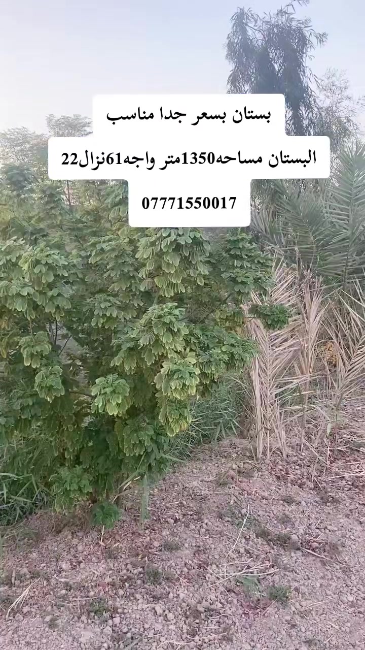 هبهب أحمد العباس • ١٣٥٠م • واجهة ٦١م